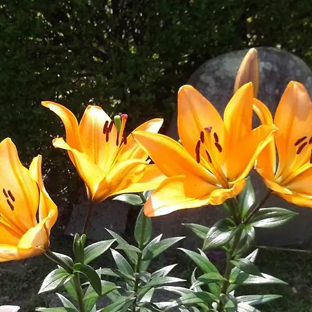 比利牛斯休闲旅馆 营地 5*