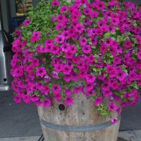 Espace Pyrenees Loisirs אתר קמפינג