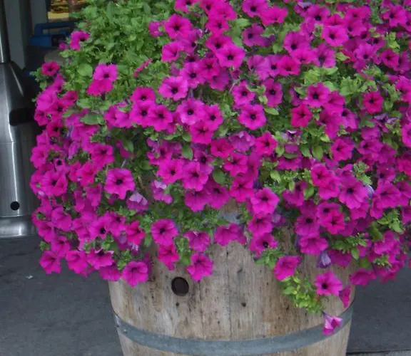 Espace Pyrenees Loisirs Кемпинг